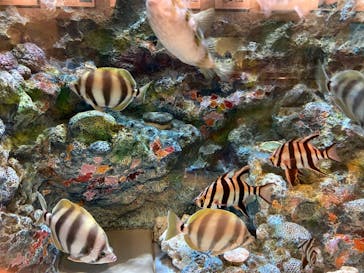 しながわ水族館に投稿された画像（2022/8/22）