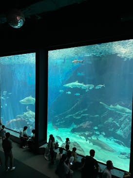 マリンワールド海の中道に投稿された画像（2022/8/22）