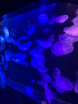 マリンワールド海の中道に投稿された画像（2022/8/22）