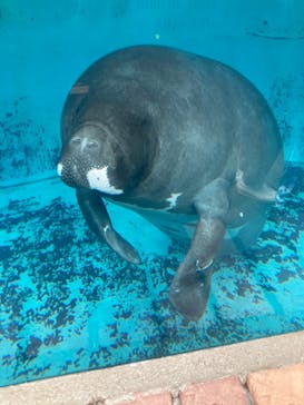 熱川バナナワニ園に投稿された画像（2022/8/22）