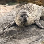 しながわ水族館に投稿された画像（2022/8/22）