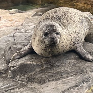 しながわ水族館に投稿された画像（2022/8/22）