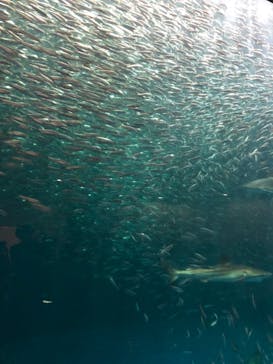 名古屋港水族館に投稿された画像（2022/8/22）