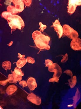 名古屋港水族館に投稿された画像（2022/8/22）