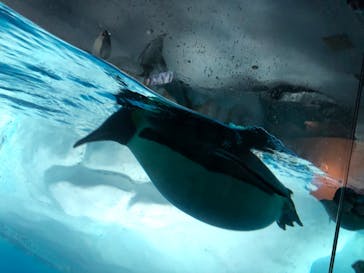 名古屋港水族館に投稿された画像（2022/8/22）