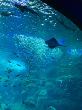 新江ノ島水族館に投稿された画像（2022/8/22）