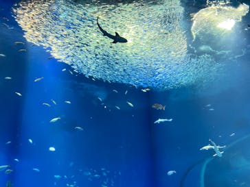 アクアワールド茨城県大洗水族館に投稿された画像（2022/8/22）