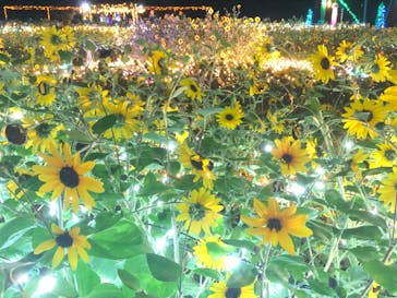 せんだい農業園芸センター　みどりの杜に投稿された画像（2022/8/22）