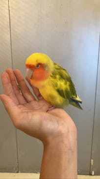 Moff animal cafe イオンモール幕張新都心店に投稿された画像（2022/8/22）