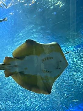 アクアワールド茨城県大洗水族館に投稿された画像（2022/8/22）