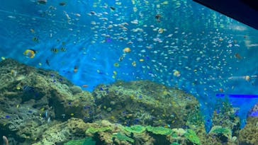 アクアワールド茨城県大洗水族館に投稿された画像（2022/8/22）