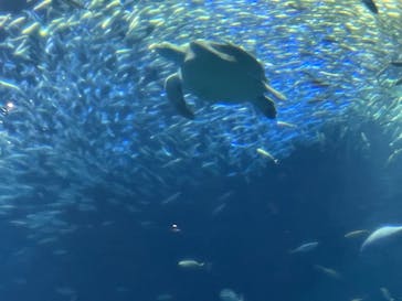 アクアワールド茨城県大洗水族館に投稿された画像（2022/8/22）