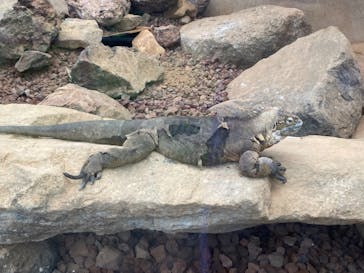 体感型動物園iZooに投稿された画像（2022/8/22）