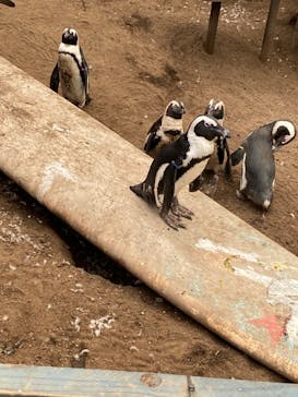 ゼロ距離水族館 伊勢シーパラダイスに投稿された画像（2022/8/22）