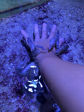 ゼロ距離水族館 伊勢シーパラダイスに投稿された画像（2022/8/22）