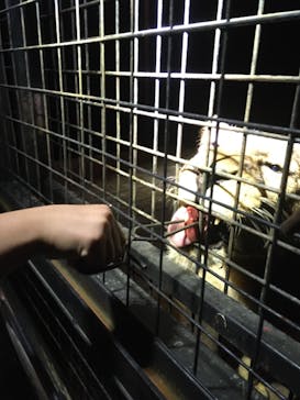 那須サファリパークに投稿された画像（2022/8/22）