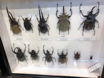 滋賀県立琵琶湖博物館に投稿された画像（2022/8/23）