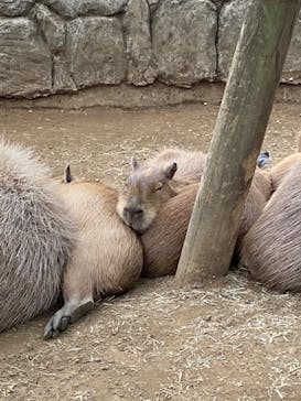 伊豆シャボテン動物公園に投稿された画像（2022/8/23）