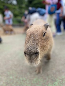 伊豆シャボテン動物公園に投稿された画像（2022/8/23）