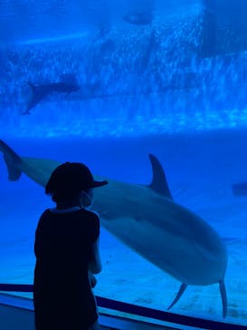 名古屋港水族館に投稿された画像（2022/8/23）