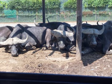 群馬サファリパークに投稿された画像（2022/8/23）