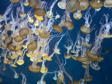 新江ノ島水族館に投稿された画像（2022/8/23）