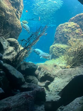 新江ノ島水族館に投稿された画像（2022/8/23）