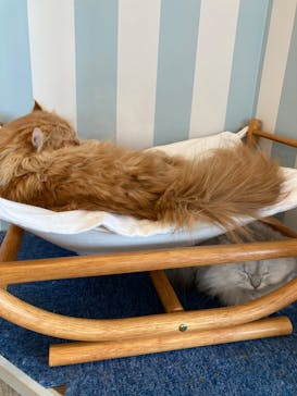 猫カフェモカ　イオンレイクタウン店に投稿された画像（2022/8/23）