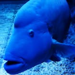 すみだ水族館に投稿された画像（2022/8/23）