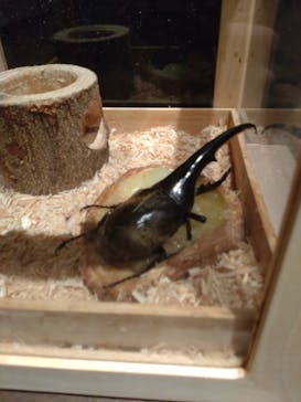 体感するファーブル昆虫展 NAGOYAに投稿された画像（2022/8/23）