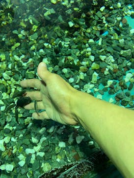 ゼロ距離水族館 伊勢シーパラダイスに投稿された画像（2022/8/23）