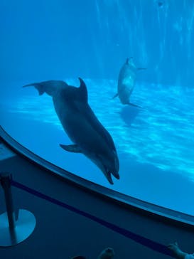 名古屋港水族館に投稿された画像（2022/8/23）