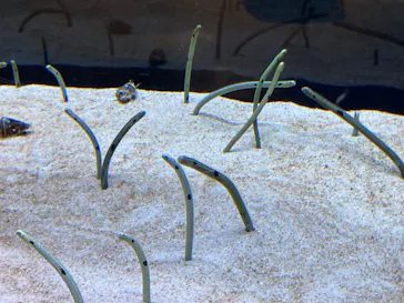 すみだ水族館に投稿された画像（2022/8/23）