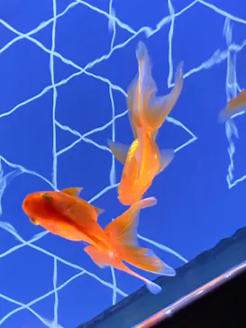 すみだ水族館に投稿された画像（2022/8/23）