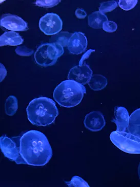 すみだ水族館に投稿された画像（2022/8/23）