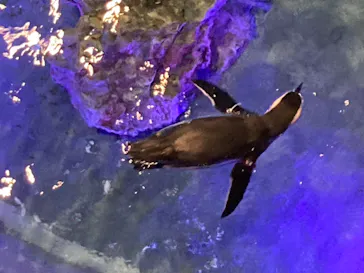 すみだ水族館に投稿された画像（2022/8/23）