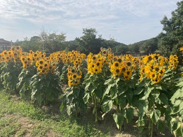 淡路ファームパーク イングランドの丘に投稿された画像（2022/8/23）