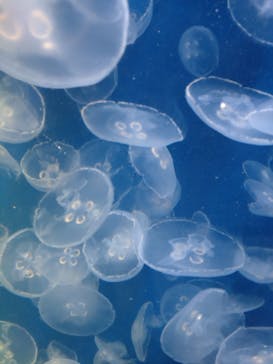 鴨川シーワールドに投稿された画像（2022/8/23）