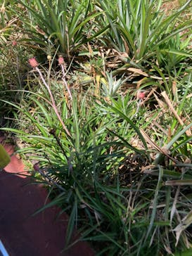 ナゴパイナップルパークに投稿された画像（2022/8/23）