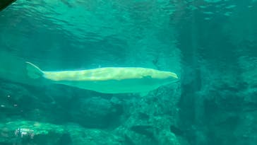 名古屋港水族館に投稿された画像（2022/8/23）