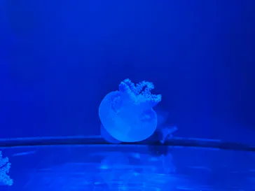 すみだ水族館に投稿された画像（2022/8/23）