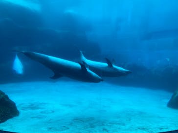 名古屋港水族館に投稿された画像（2022/8/23）