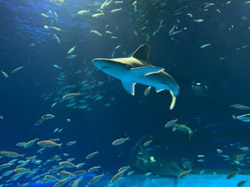 島根県立 しまね海洋館に投稿された画像（2022/8/23）