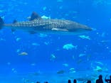 沖縄美ら海水族館に投稿された画像（2022/8/23）