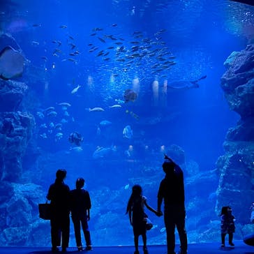 京都水族館に投稿された画像（2022/8/23）