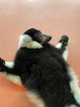 那須ワールドモンキーパークに投稿された画像（2022/8/23）