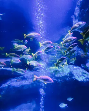 すみだ水族館に投稿された画像（2022/8/23）