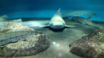 アクアワールド茨城県大洗水族館に投稿された画像（2022/8/23）
