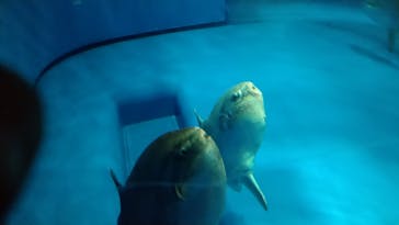 アクアワールド茨城県大洗水族館に投稿された画像（2022/8/23）