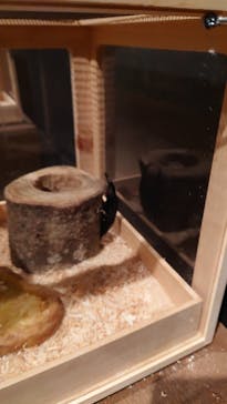 体感するファーブル昆虫展 NAGOYAに投稿された画像（2022/8/23）